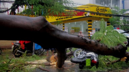 TP.HCM: Cây đổ trong mưa lớn đè bẹp ô tô - ảnh 4