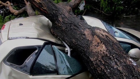 TP.HCM: Sẽ lập tổ cứu nạn đề phòng cây xanh gãy đổ - ảnh 1