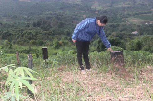 Điều tra trách nhiệm việc để mất hơn 3.500ha rừng tự nhiên - ảnh 2