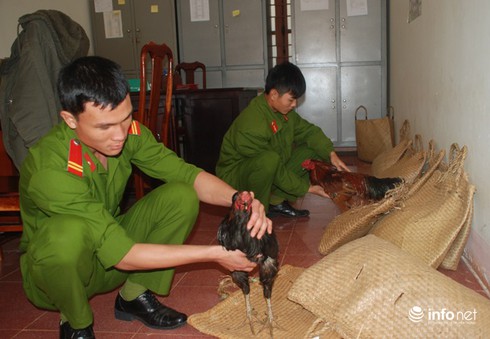 Đắk Nông: Trốn vào vườn điều lập sới đá gà ăn tiền - ảnh 1