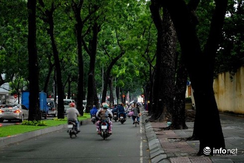 TP.HCM: Có những dự án bị bác bỏ vì gây ảnh hưởng tới cây xanh - ảnh 1
