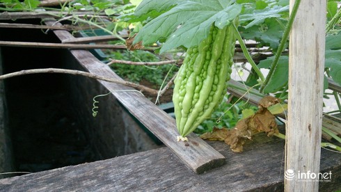 Đảo Nam Yết-Trường Sa lần đầu có mưa sau 5 tháng khô ròng rã - ảnh 4