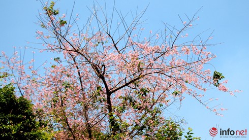 TP.HCM sẽ tổ chức “Lễ hội hoa Anh đào” vào ngày 22/4 - ảnh 1