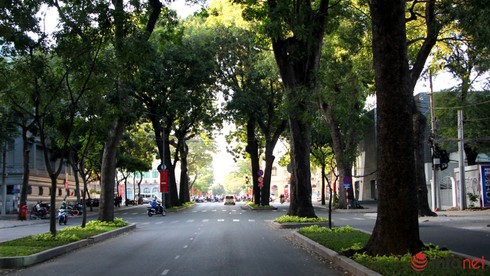 TP.HCM: Chặt 2 cây xà cừ trên đường Tôn Đức Thắng do ảnh hưởng đến dự án metro - ảnh 1