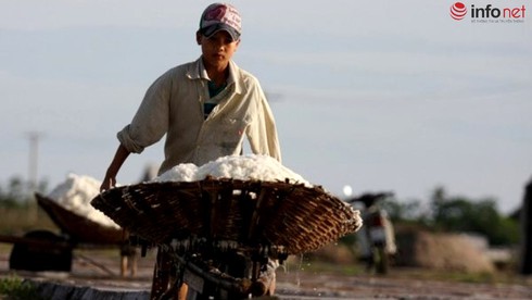 TP.HCM mua 105.000 tấn muối “cứu” diêm dân - ảnh 1