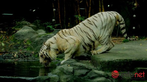 TP.HCM: Sau 12 năm, vườn thú tầm cỡ Đông Nam Á có cơ hội