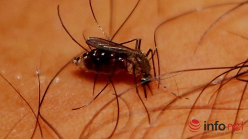 TP.HCM chi tiền bồi dưỡng cho tình nguyện viên chống virus Zika - ảnh 1