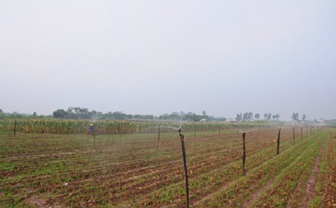 Nhiệm kỳ 2015-2020: Nông nghiệp tỉnh Hà Nam phát triển toàn diện - ảnh 3