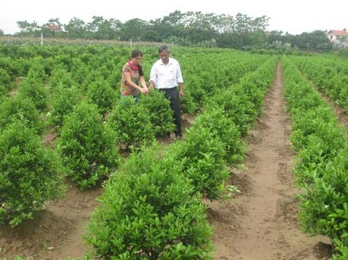 Hà Nội: Một số giải pháp phát triển nông nghiệp và xây dựng nông thôn mới. - ảnh 2