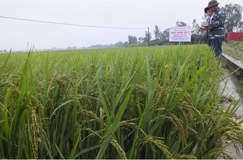 Hà Nội: Một số giải pháp phát triển nông nghiệp và xây dựng nông thôn mới. - ảnh 1