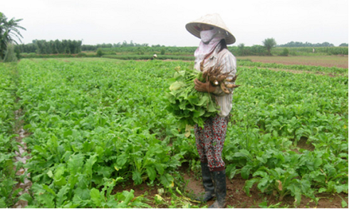 Hà Nội: Một số giải pháp phát triển nông nghiệp và xây dựng nông thôn mới. - ảnh 3