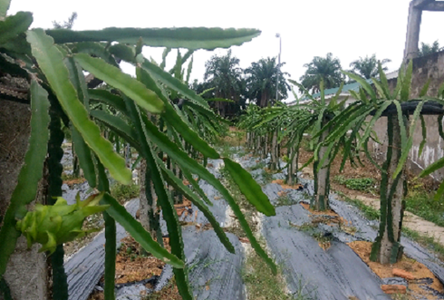 Nhiệm kỳ 2010-2015: Đảng bộ tỉnh Nghệ An đạt được nhiều thành tựu quan trọng - ảnh 2