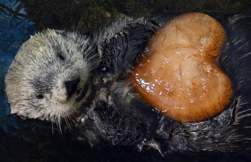 Thế giới chuẩn bị đón lễ Tình nhân như thế nào? - ảnh 7