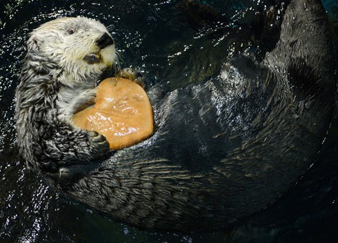 Thế giới chuẩn bị đón lễ Tình nhân như thế nào? - ảnh 8