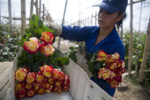 Thế giới chuẩn bị đón lễ Tình nhân như thế nào? - ảnh 9