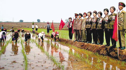 Triều Tiên: Chuyện của người phải ăn rác để sống - ảnh 2