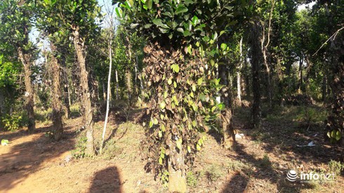 Quảng Bình: Khốn khổ vì hàng chục ha tiêu chết không rõ nguyên nhân - ảnh 1