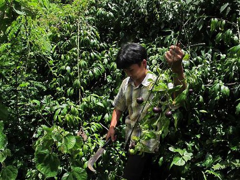 Đau lòng ba học sinh tử vong do ăn quả từ cây dại - ảnh 1