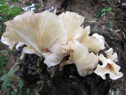 Nấm ma gây ngộ độc khiến 19 người nhập viện - ảnh 1