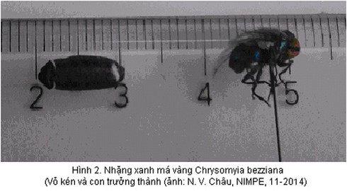 Bệnh nhân bị giòi lúc nhúc trong mắt, phải khoét bỏ - ảnh 1