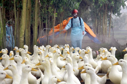 Hòa Bình, Vĩnh Long đang có dịch cúm H5N1 - ảnh 1
