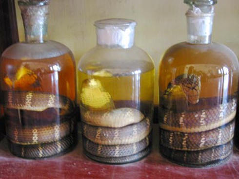 Uống rượu rắn ngày Tết, liệt dương suốt một đời - ảnh 1