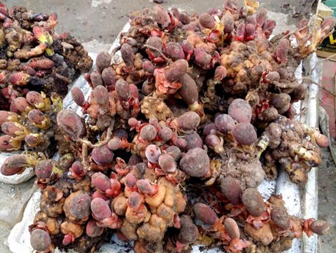 Bác sĩ nói gì về nấm “ngọc cẩu” tan cửa nát nhà? - ảnh 1