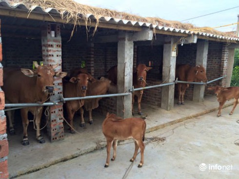 Thu nhập khủng nhờ nuôi bò - ảnh 1