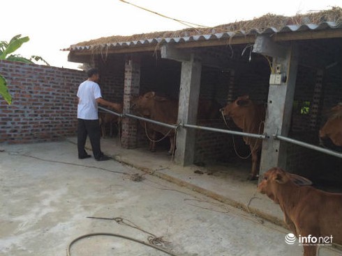 Thu nhập khủng nhờ nuôi bò - ảnh 2