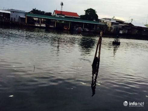 Cà Mau: Sông Gành Hào nước đen như mực - ảnh 2