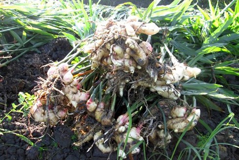 Trồng gừng trên đất mía: Nỗi lo chồng chất nỗi lo - ảnh 1