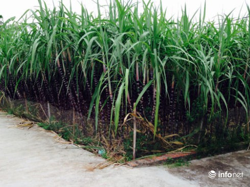 Nông dân Thái Bình hăm hở trồng mía tím trên đất vườn - ảnh 1