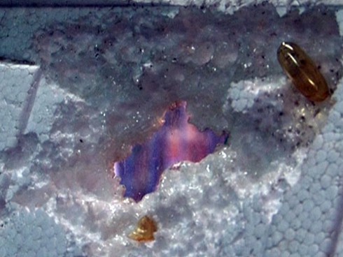 Bộ Y tế vào cuộc vụ dầu cá Omega 3 Trung Quốc 'ăn' thủng xốp - ảnh 1