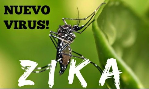 Cách phòng vi rút ZIKA gây teo não như thế nào? - ảnh 1