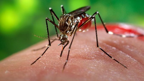 Bộ Y tế khẳng định 4 người dương tính với Virut Zika là không chính xác - ảnh 1