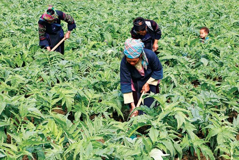 Người bệnh không còn sợ thuốc nội - ảnh 2