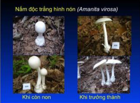 Chuyên gia về chống độc chia sẻ cách nhận diện nấm độc - ảnh 3