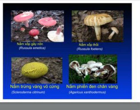 Chuyên gia về chống độc chia sẻ cách nhận diện nấm độc - ảnh 10