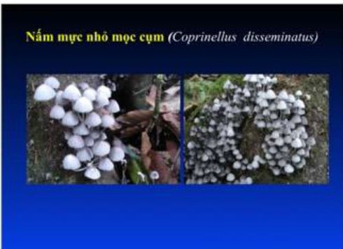 Chuyên gia về chống độc chia sẻ cách nhận diện nấm độc - ảnh 4