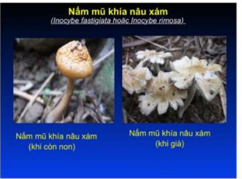 Chuyên gia về chống độc chia sẻ cách nhận diện nấm độc - ảnh 5
