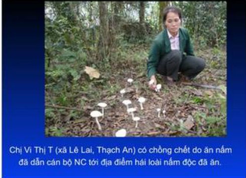 Chuyên gia về chống độc chia sẻ cách nhận diện nấm độc - ảnh 2