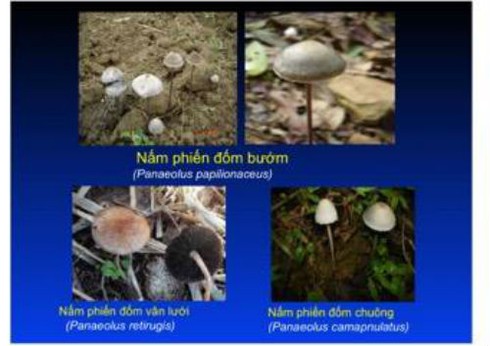Chuyên gia về chống độc chia sẻ cách nhận diện nấm độc - ảnh 6