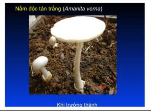 Chuyên gia về chống độc chia sẻ cách nhận diện nấm độc - ảnh 7