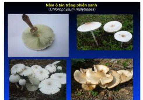 Chuyên gia về chống độc chia sẻ cách nhận diện nấm độc - ảnh 8