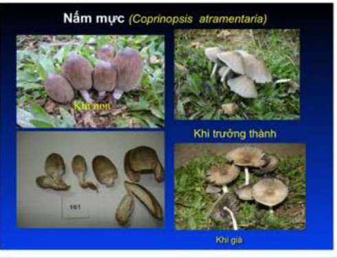 Chuyên gia về chống độc chia sẻ cách nhận diện nấm độc - ảnh 9