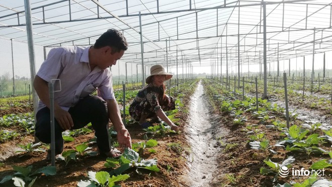 Nghệ An: Phát triển sản xuất gắn với tái cơ cấu ngành nông nghiệp