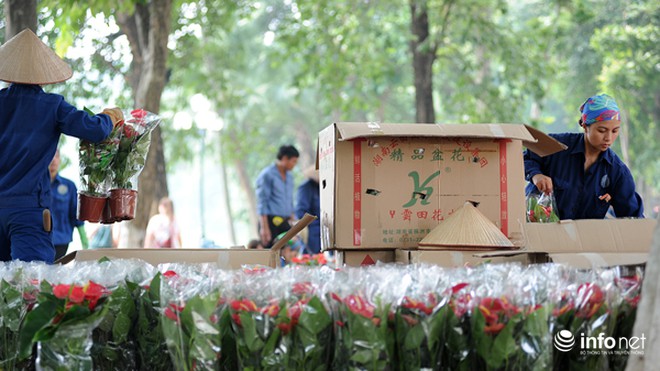 Thủ đô Hà Nội đang được trang trí bằng "hoa lạ"?