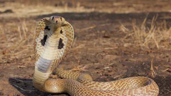 Đặc điểm nào khác biệt giữa loài rắn có đầu hình tam giác và các loài rắn khác?
