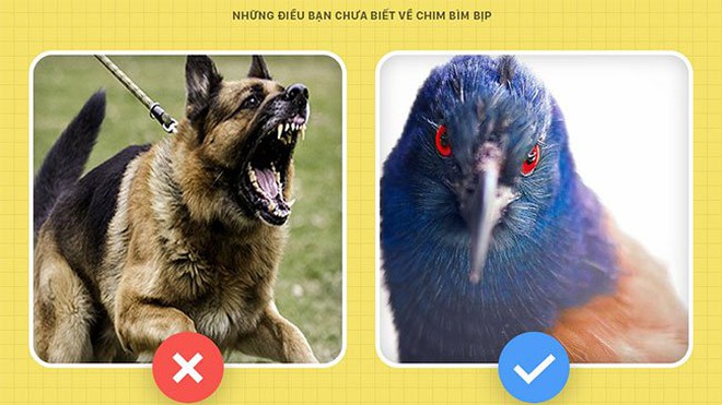 Chim bìm bịp - loài chim có thể giữ nhà thay chó ( https://infonet.vietnamnet.vn › chim-... ) 