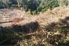 Gia Lai: Rừng được tài trợ 8 tỉ đồng để bảo vệ vẫn bị tàn phá nghiêm trọng